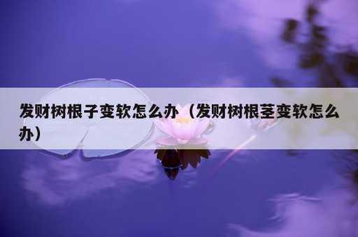 发财树根子变软怎么办？发财树根茎变软怎么办_https://www.86362.com_资讯_第1张