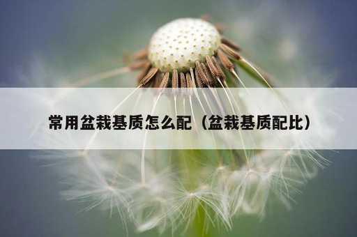 常用盆栽基质怎么配？盆栽基质配比_https://www.86362.com_资讯_第1张