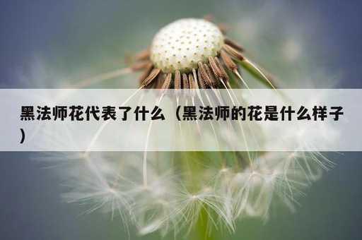 黑法师花代表了什么？黑法师的花是什么样子_https://www.86362.com_资讯_第1张