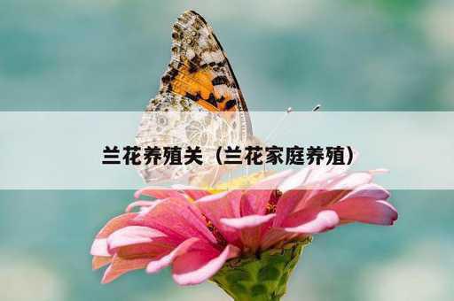 兰花养殖关？兰花家庭养殖_https://www.86362.com_资讯_第1张