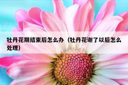 牡丹花期结束后怎么办？牡丹花谢了以后怎么处理