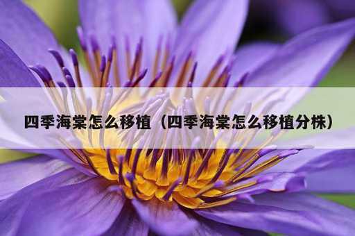 四季海棠怎么移植？四季海棠怎么移植分株_https://www.86362.com_资讯_第1张