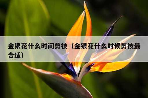 金银花什么时间剪枝？金银花什么时候剪枝最合适_https://www.86362.com_资讯_第1张