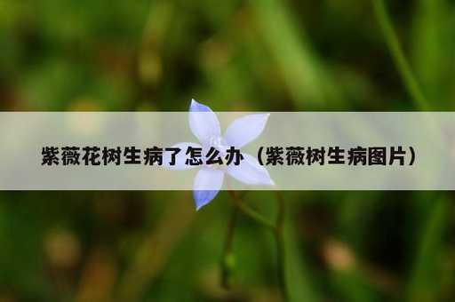 紫薇花树生病了怎么办？紫薇树生病图片