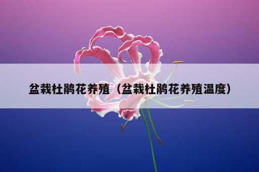 盆栽杜鹃花养殖？盆栽杜鹃花养殖温度