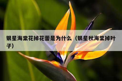 银星海棠花掉花蕾是为什么？银星秋海棠掉叶子