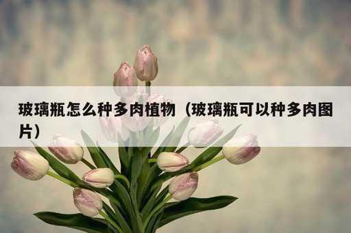 玻璃瓶怎么种多肉植物？玻璃瓶可以种多肉图片_https://www.86362.com_资讯_第1张