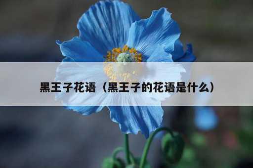 黑王子花语？黑王子的花语是什么