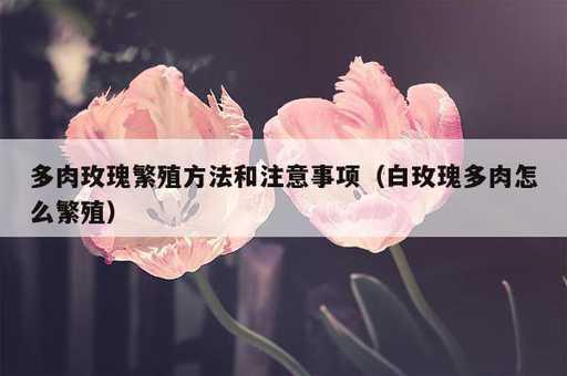 多肉玫瑰繁殖方法和注意事项？白玫瑰多肉怎么繁殖_https://www.86362.com_资讯_第1张