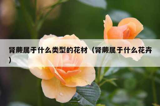 肾蕨属于什么类型的花材？肾蕨属于什么花卉