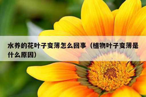 水养的花叶子变薄怎么回事？植物叶子变薄是什么原因_https://www.86362.com_资讯_第1张