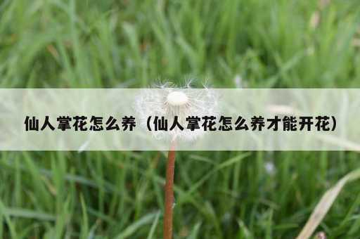 仙人掌花怎么养？仙人掌花怎么养才能开花