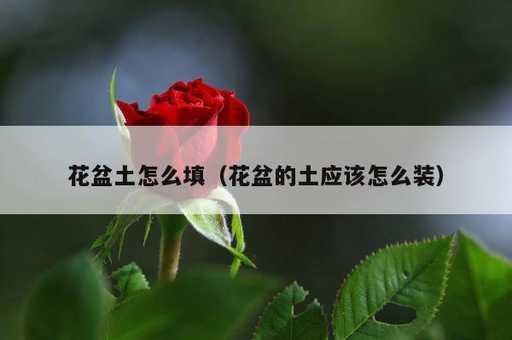 花盆土怎么填？花盆的土应该怎么装_https://www.86362.com_资讯_第1张