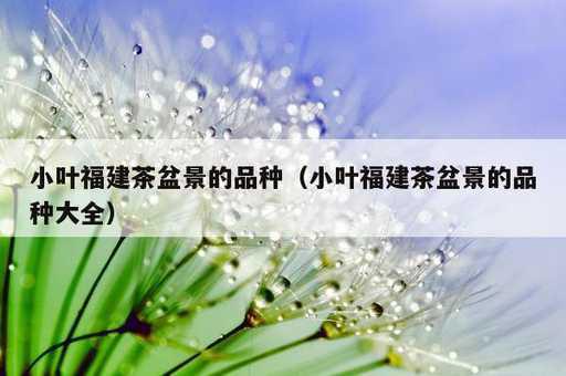 小叶福建茶盆景的品种？小叶福建茶盆景的品种大全_https://www.86362.com_资讯_第1张