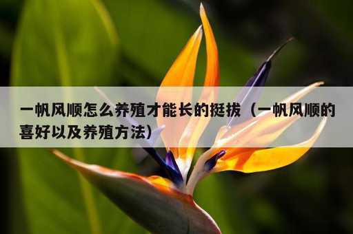 一帆风顺怎么养殖才能长的挺拔？一帆风顺的喜好以及养殖方法_https://www.86362.com_资讯_第1张