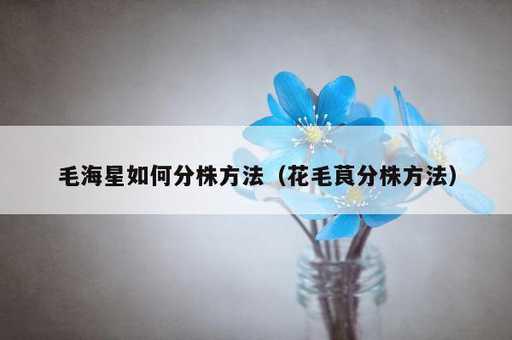 毛海星如何分株方法？花毛茛分株方法