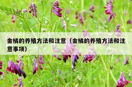 金橘的养殖方法和注意？金橘的养殖方法和注意事项_https://www.86362.com_资讯_第1张