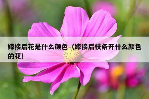 嫁接后花是什么颜色？嫁接后枝条开什么颜色的花