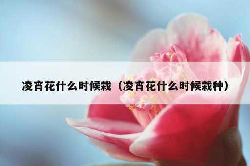 凌宵花什么时候栽？凌宵花什么时候栽种_https://www.86362.com_资讯_第1张