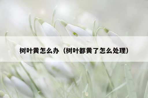 树叶黄怎么办？树叶都黄了怎么处理_https://www.86362.com_资讯_第1张