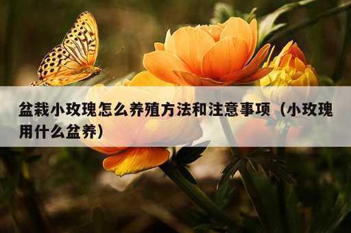 盆栽小玫瑰怎么养殖方法和注意事项？小玫瑰用什么盆养_https://www.86362.com_资讯_第1张