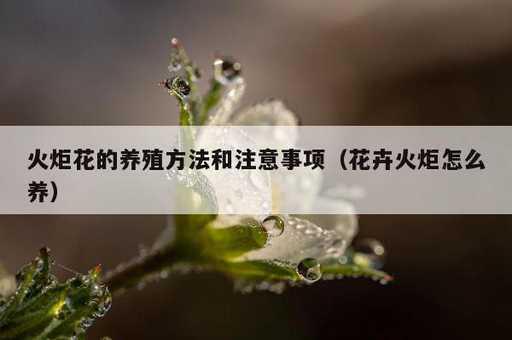 火炬花的养殖方法和注意事项？花卉火炬怎么养