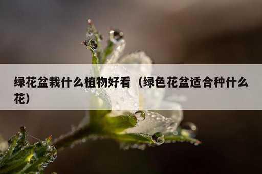 绿花盆栽什么植物好看？绿色花盆适合种什么花_https://www.86362.com_资讯_第1张