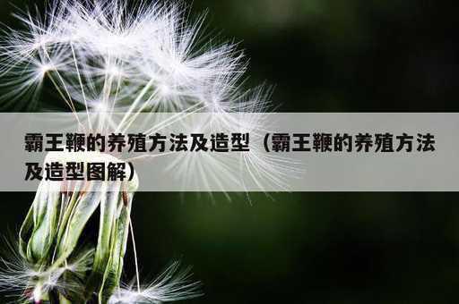 霸王鞭的养殖方法及造型？霸王鞭的养殖方法及造型图解_https://www.86362.com_资讯_第1张