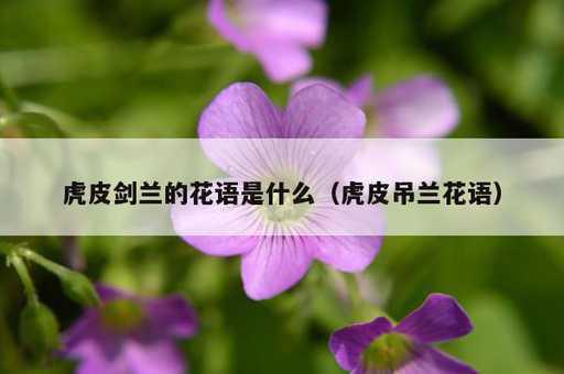 虎皮剑兰的花语是什么？虎皮吊兰花语_https://www.86362.com_资讯_第1张