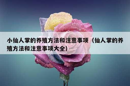 小仙人掌的养殖方法和注意事项？仙人掌的养殖方法和注意事项大全_https://www.86362.com_资讯_第1张