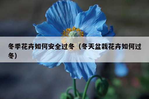 冬季花卉如何安全过冬？冬天盆栽花卉如何过冬_https://www.86362.com_资讯_第1张