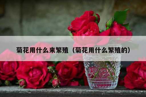 菊花用什么来繁殖？菊花用什么繁殖的