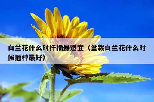 白兰花什么时扦插最适宜？盆栽白兰花什么时候播种最好_https://www.86362.com_资讯_第1张