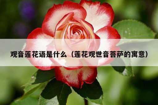 观音莲花语是什么？莲花观世音菩萨的寓意