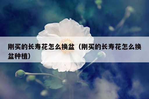 刚买的长寿花怎么换盆？刚买的长寿花怎么换盆种植_https://www.86362.com_资讯_第1张