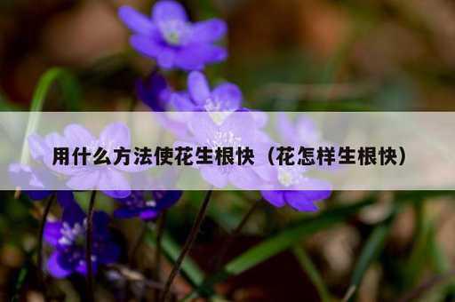 用什么方法使花生根快？花怎样生根快