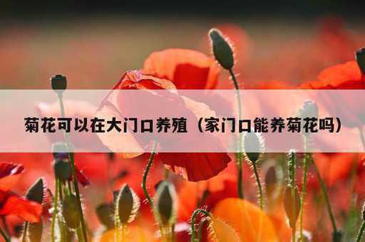 菊花可以在大门口养殖？家门口能养菊花吗_https://www.86362.com_资讯_第1张