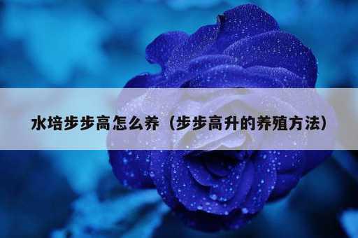 水培步步高怎么养？步步高升的养殖方法_https://www.86362.com_资讯_第1张