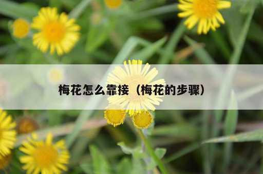 梅花怎么靠接？梅花的步骤_https://www.86362.com_资讯_第1张