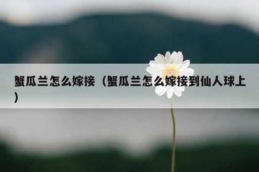 蟹瓜兰怎么嫁接？蟹瓜兰怎么嫁接到仙人球上_https://www.86362.com_资讯_第1张