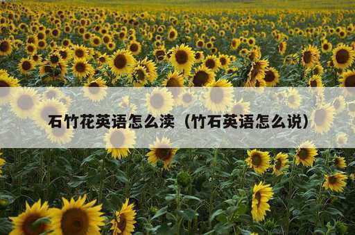 石竹花英语怎么渎？竹石英语怎么说_https://www.86362.com_资讯_第1张