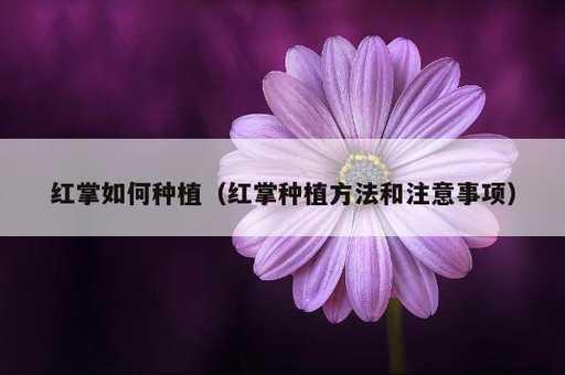 红掌如何种植？红掌种植方法和注意事项_https://www.86362.com_资讯_第1张