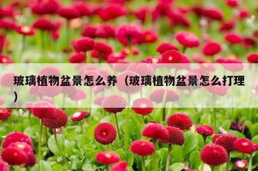 玻璃植物盆景怎么养？玻璃植物盆景怎么打理_https://www.86362.com_资讯_第1张