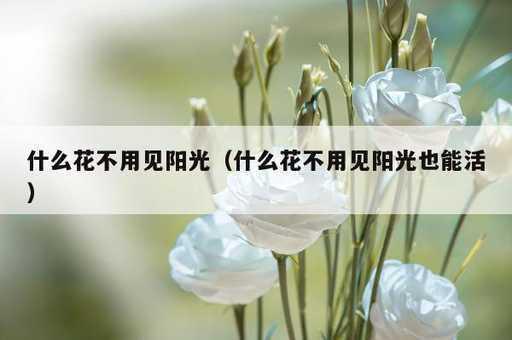 什么花不用见阳光？什么花不用见阳光也能活_https://www.86362.com_资讯_第1张