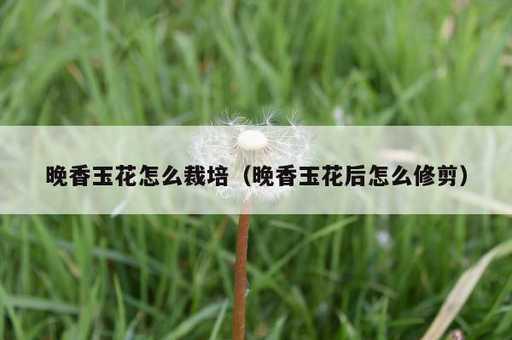 晚香玉花怎么裁培？晚香玉花后怎么修剪_https://www.86362.com_资讯_第1张