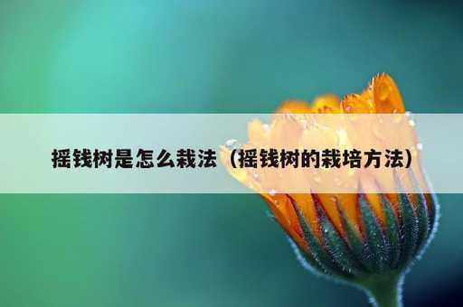 摇钱树是怎么栽法？摇钱树的栽培方法_https://www.86362.com_资讯_第1张