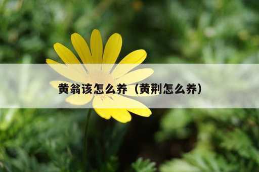 黄翁该怎么养？黄荆怎么养_https://www.86362.com_资讯_第1张