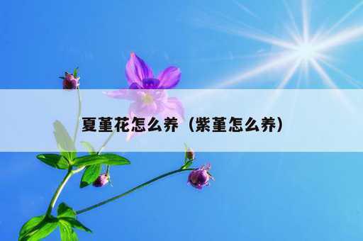 夏堇花怎么养？紫堇怎么养_https://www.86362.com_资讯_第1张