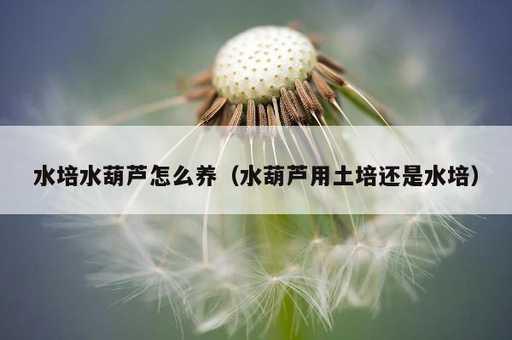 水培水葫芦怎么养？水葫芦用土培还是水培_https://www.86362.com_资讯_第1张