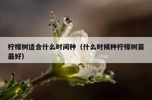 柠檬树适合什么时间种？什么时候种柠檬树苗最好